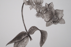 Orchid