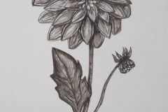 Dahlia