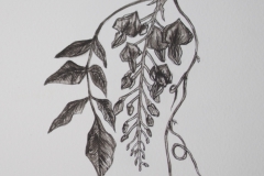 Wisteria